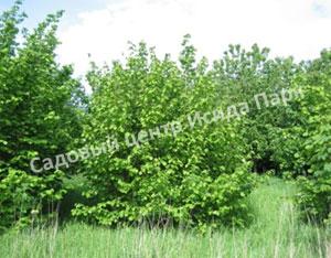 Фундук лещина Болградская новинка (Bolgrad novelty) Фундук лещина Болградская новинка (Bolgrad novelty)