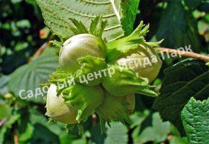 Фундук лещина Болградская новинка (Bolgrad novelty) Фундук лещина Болградская новинка (Bolgrad novelty)