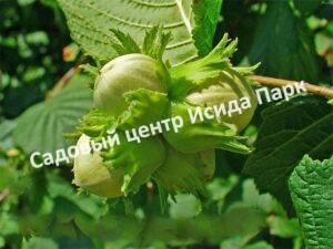 Фундук лещина Гибрид 39 (Hybrid 39)