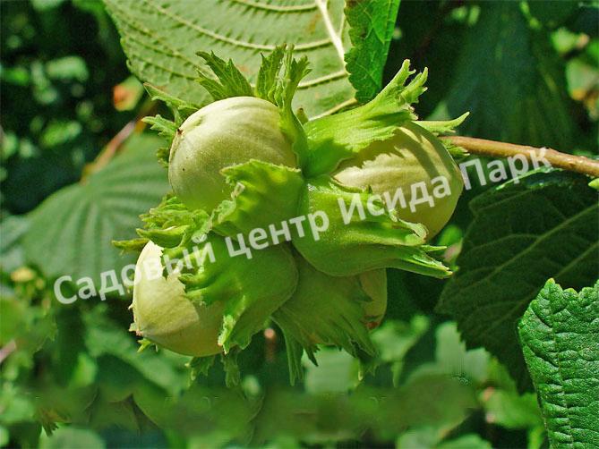 Фундук лещина Гибрид 39 (Hybrid 39) Фундук лещина Гибрид 39 (Hybrid 39)