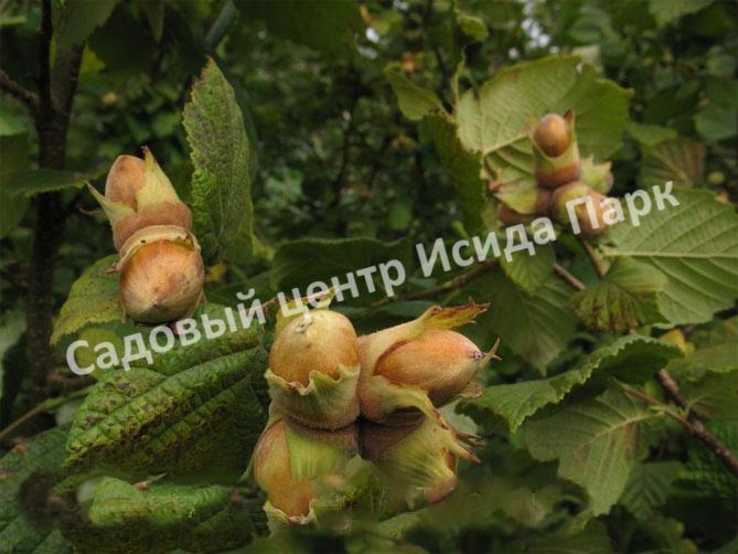 Фундук лещина Болградская новинка (Bolgrad novelty) Фундук лещина Болградская новинка (Bolgrad novelty)