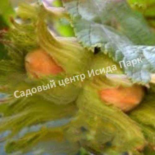 Фундук лещина Боровской (Borovskaya) Фундук лещина Боровской (Borovskaya)