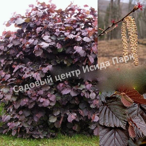 Фундук лещина Род Зеллернут (Rode Zellernoot) Фундук лещина Род Зеллернут (Rode Zellernoot)