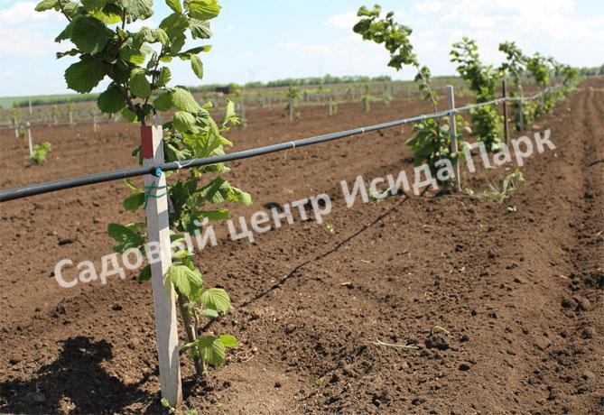 Фундук лещина Болградская новинка (Bolgrad novelty) Фундук лещина Болградская новинка (Bolgrad novelty)