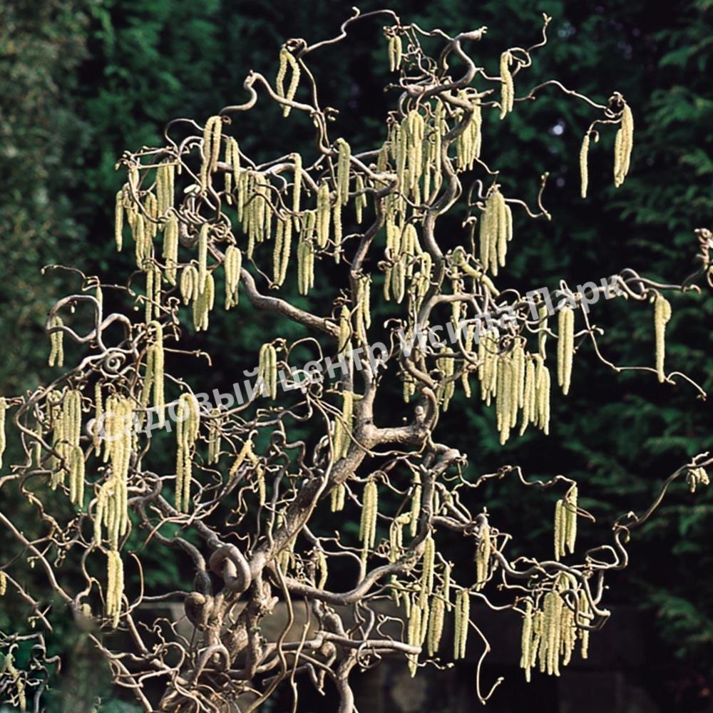 Фундук Лещина обыкновенная Конторта на штамбе (Contorta) Фундук Лещина обыкновенная Конторта на штамбе (Contorta)