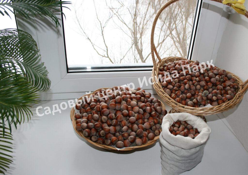 Фундук лещина Братолюбовский (Bratolyubovsky) Фундук лещина Братолюбовский (Bratolyubovsky)