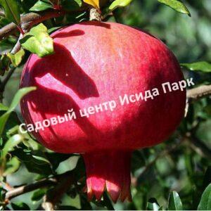 Гранат сорт Fina tendral (Punica granatum)