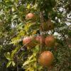 Гранат сорт Fina tendral (Punica granatum) 3