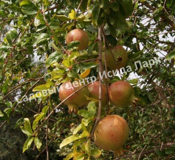 Гранат сорт Fina tendral (Punica granatum)