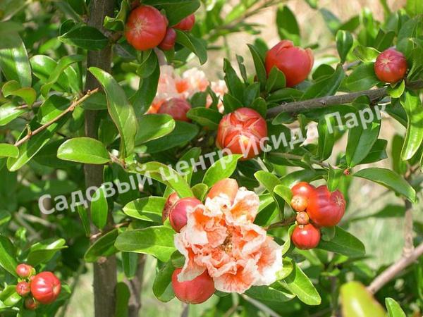Гранат сорт Fina tendral (Punica granatum)