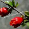 Гранат сорт Fina tendral (Punica granatum) 5