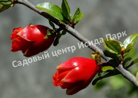 Гранат сорт Fina tendral (Punica granatum)