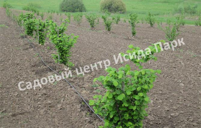 Фундук лещина Болградская новинка (Bolgrad novelty) Фундук лещина Болградская новинка (Bolgrad novelty)