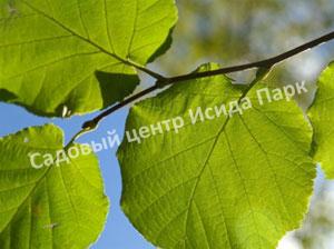 Фундук лещина Болградская новинка (Bolgrad novelty) Фундук лещина Болградская новинка (Bolgrad novelty)