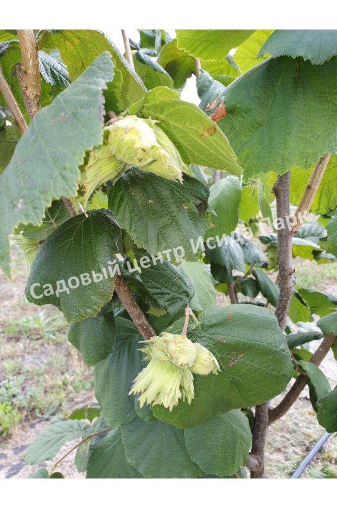 Фундук лещина Гибрид № 468 (Hybrid No. 468) Фундук лещина Гибрид № 468 (Hybrid No. 468)