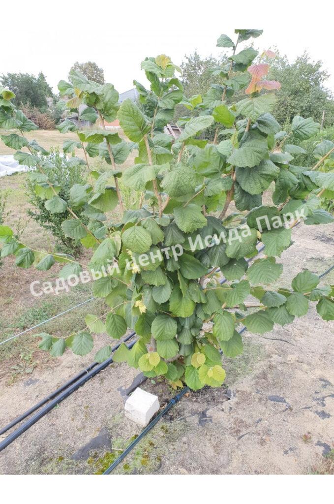 Фундук лещина Гибрид № 468 (Hybrid No. 468) Фундук лещина Гибрид № 468 (Hybrid No. 468)