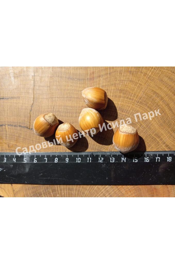 Фундук лещина Гибрид № 468 (Hybrid No. 468) Фундук лещина Гибрид № 468 (Hybrid No. 468)