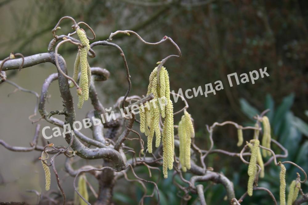 Фундук Лещина обыкновенная Конторта на штамбе (Contorta) Фундук Лещина обыкновенная Конторта на штамбе (Contorta)