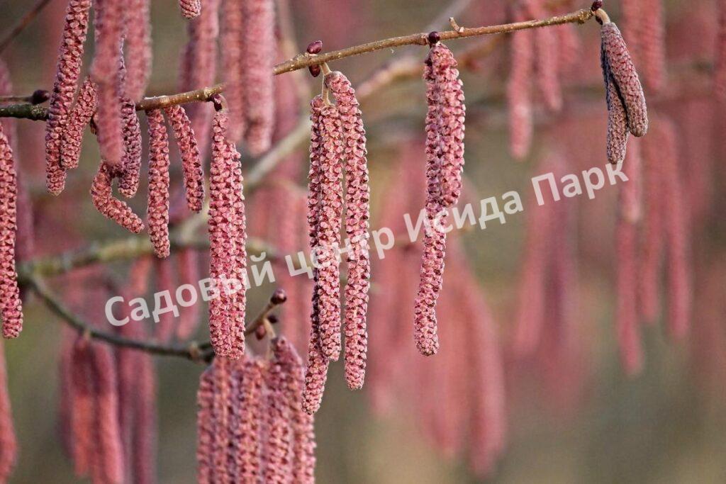 Фундук лещина Гулшишвела (Gulshishvela) Фундук лещина Гулшишвела (Gulshishvela)