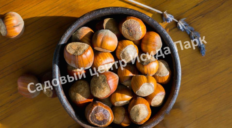 Фундук лещина Гулшишвела (Gulshishvela) Фундук лещина Гулшишвела (Gulshishvela)