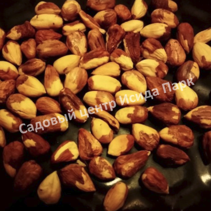 Фундук лещина Гарибальди (Garibaldi) Фундук лещина Гарибальди (Garibaldi)