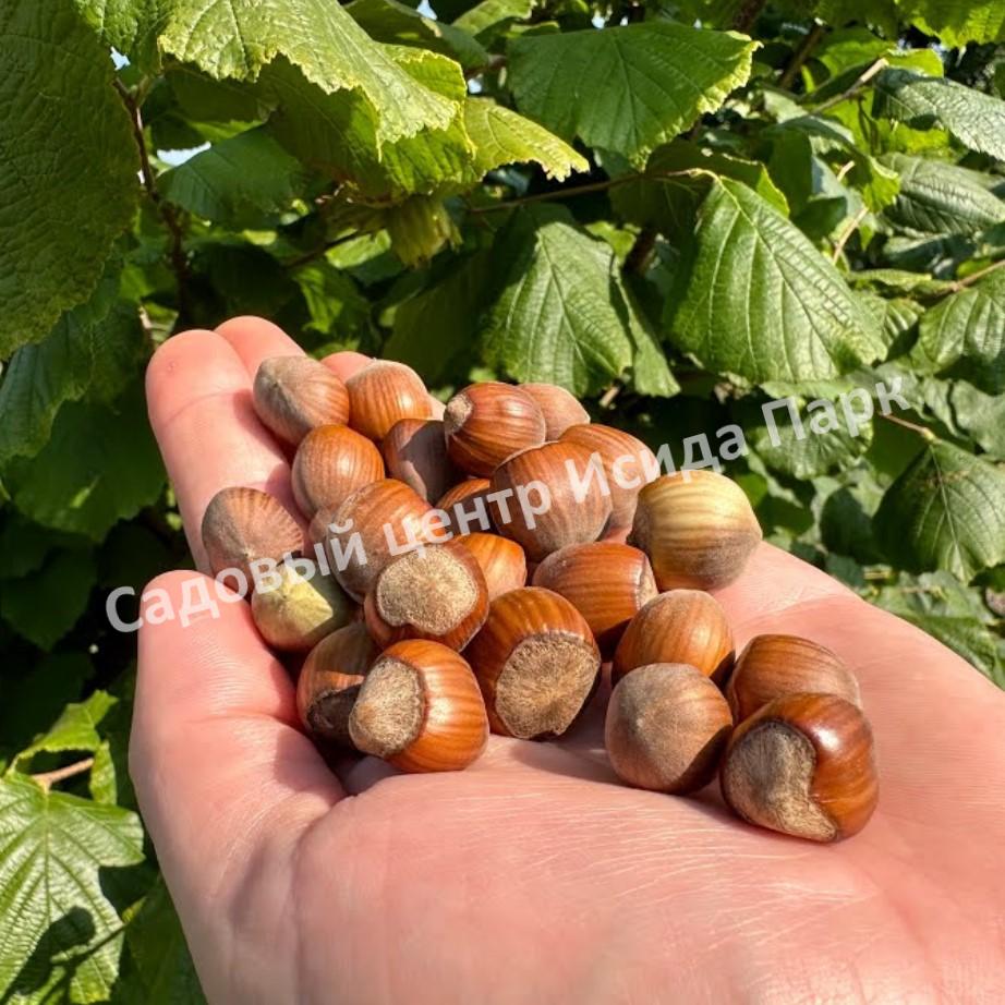 Фундук лещина Тонда Джентил Делле Ландж (Tonda Gentile delle Langhe) Фундук лещина Тонда Джентил Делле Ландж (Tonda Gentile delle Langhe)