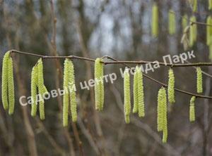 Фундук лещина Болградская новинка (Bolgrad novelty) Фундук лещина Болградская новинка (Bolgrad novelty)