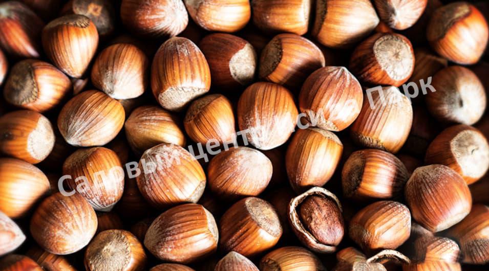 Фундук лещина Гулшишвела (Gulshishvela) Фундук лещина Гулшишвела (Gulshishvela)