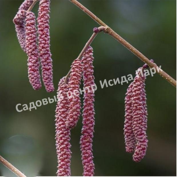 Фундук Лещина обыкновенная Литтл Роб (Little Rob) Фундук Лещина обыкновенная Литтл Роб (Little Rob)