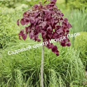 Лещина обыкновенная Пёрпл Амбрелла на штамбе (Purpule Umbrella)