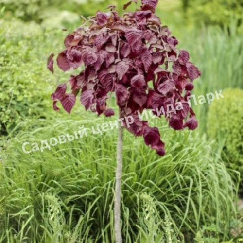 Лещина обыкновенная Пёрпл Амбрелла на штамбе (Purpule Umbrella) Лещина обыкновенная Пёрпл Амбрелла на штамбе (Purpule Umbrella)