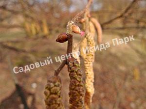 Фундук лещина Болградская новинка (Bolgrad novelty) Фундук лещина Болградская новинка (Bolgrad novelty)