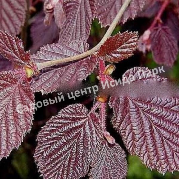 Фундук лещина обыкновенная пурпурная Атропурпурея (Atropurpurea) Фундук лещина обыкновенная пурпурная Атропурпурея (Atropurpurea)