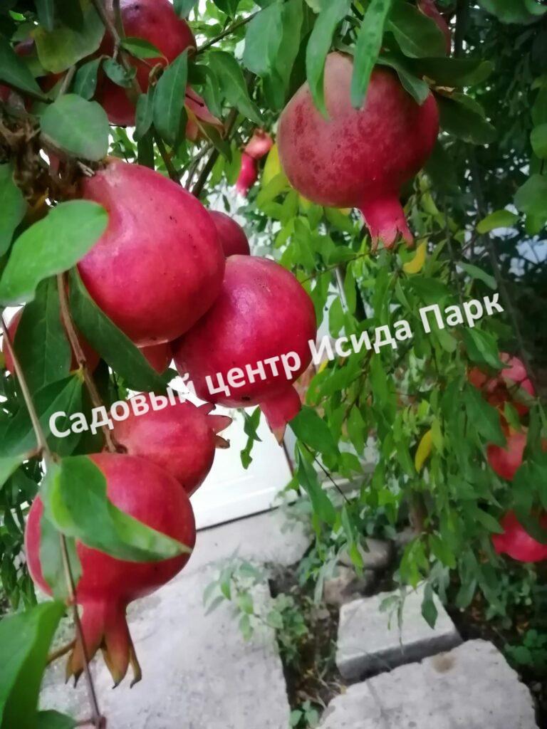 Гранат Камар-баба (Komar baba)