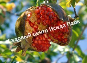 Гранат Кафирский (Kafir)