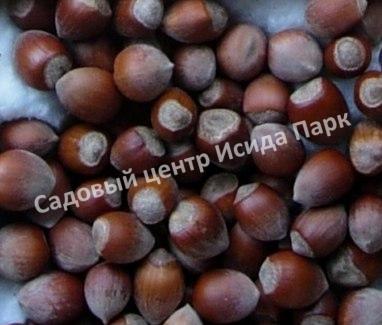 Фундук лещина Братолюбовский (Bratolyubovsky) Фундук лещина Братолюбовский (Bratolyubovsky)