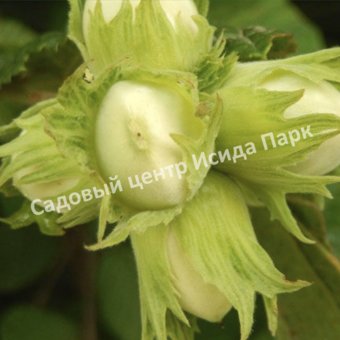 Фундук лещина Гарибальди (Garibaldi) Фундук лещина Гарибальди (Garibaldi)