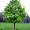 Фундук Лещина древовидная (Corylus colurna) 1