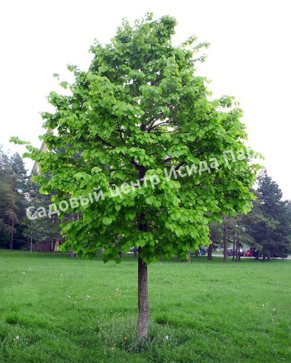 Фундук Лещина древовидная (Corylus colurna) Фундук Лещина древовидная (Corylus colurna)