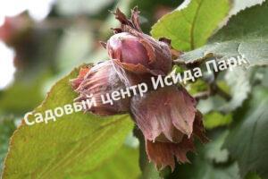 Фундук лещина Гулшишвела (Gulshishvela)