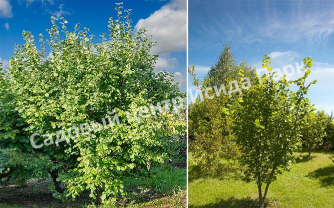 Фундук лещина Гибрид 39 (Hybrid 39) Фундук лещина Гибрид 39 (Hybrid 39)