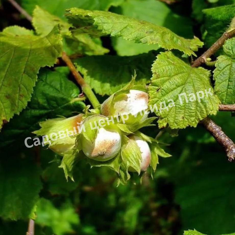 Фундук лещина Тонда Джентил Делле Ландж (Tonda Gentile delle Langhe) Фундук лещина Тонда Джентил Делле Ландж (Tonda Gentile delle Langhe)
