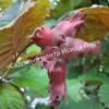 Фундук лещина Ламберта Краснолистный (Lambert the Red-leaved) 2