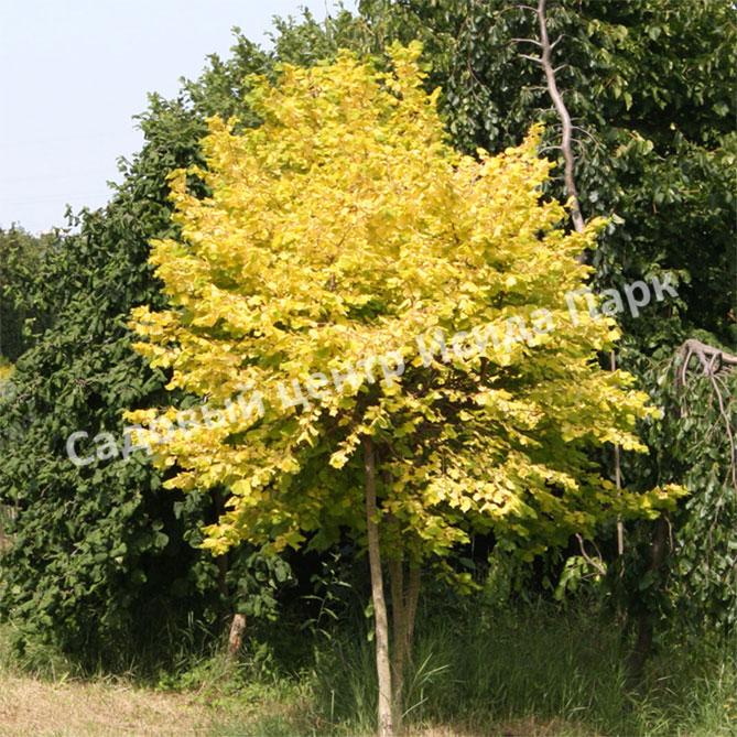 Фундук лещина Болградская новинка (Bolgrad novelty) Фундук лещина Болградская новинка (Bolgrad novelty)