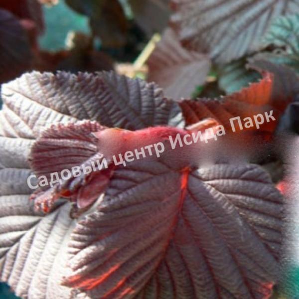 Фундук лещина Род Зеллернут (Rode Zellernoot) Фундук лещина Род Зеллернут (Rode Zellernoot)