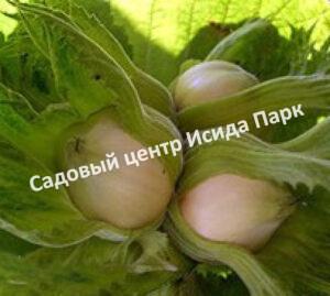 Фундук лещина Бомба (Bomb)