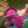 Фундук лещина Ламберта Краснолистный (Lambert the Red-leaved) 3