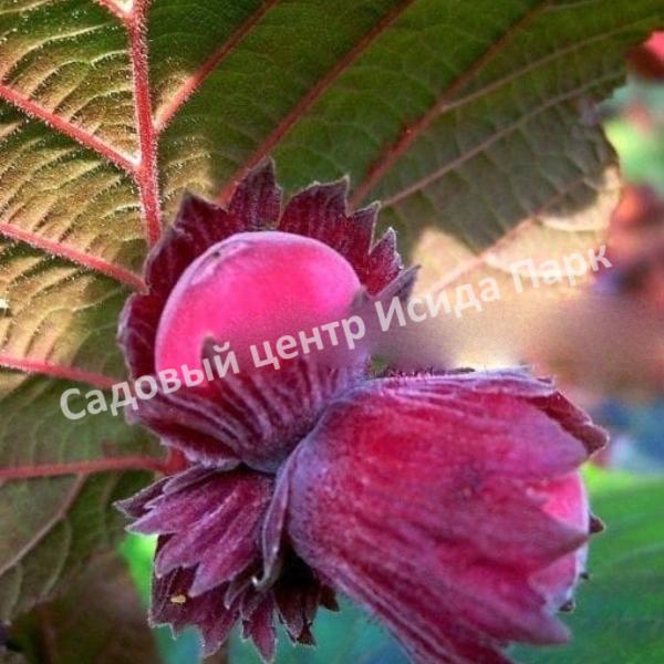 Фундук лещина Ламберта Краснолистный (Lambert the Red-leaved) Фундук лещина Ламберта Краснолистный (Lambert the Red-leaved)
