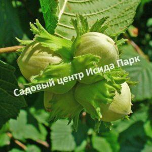 Фундук лещина Тонда ди Джиффони (Tonda di Giffoni)