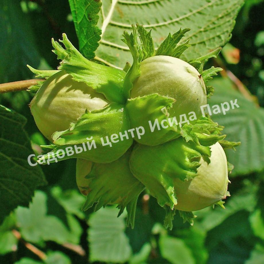 Фундук лещина Тонда ди Джиффони (Tonda di Giffoni) Фундук лещина Тонда ди Джиффони (Tonda di Giffoni)